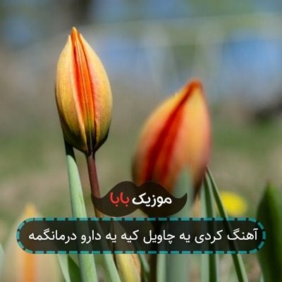 آهنگ کردی یه چاویل کیه یه دارو درمانگمه آهنگ کردی یه چاویل کیه یه دارو درمانگمه