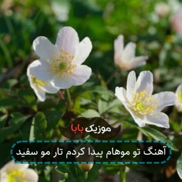 آهنگ تو موهام پیدا کردم تار مو سفید